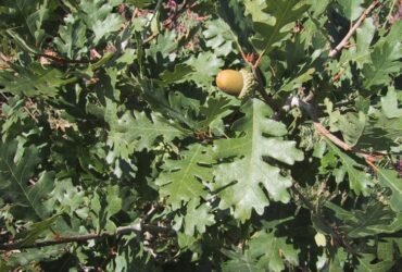 Gamble Oak Trees of Utah