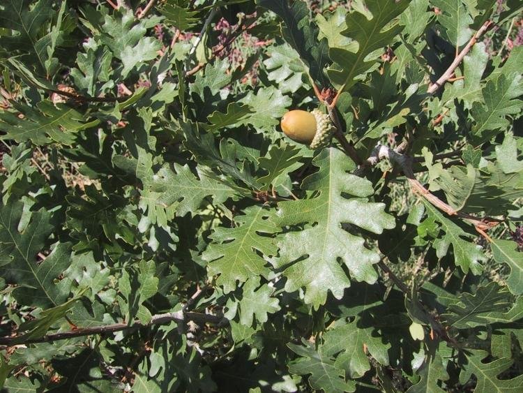 Gamble Oak Trees of Utah