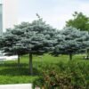 Blue Spruce