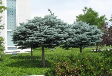 Blue Spruce