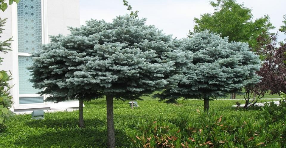 Blue Spruce