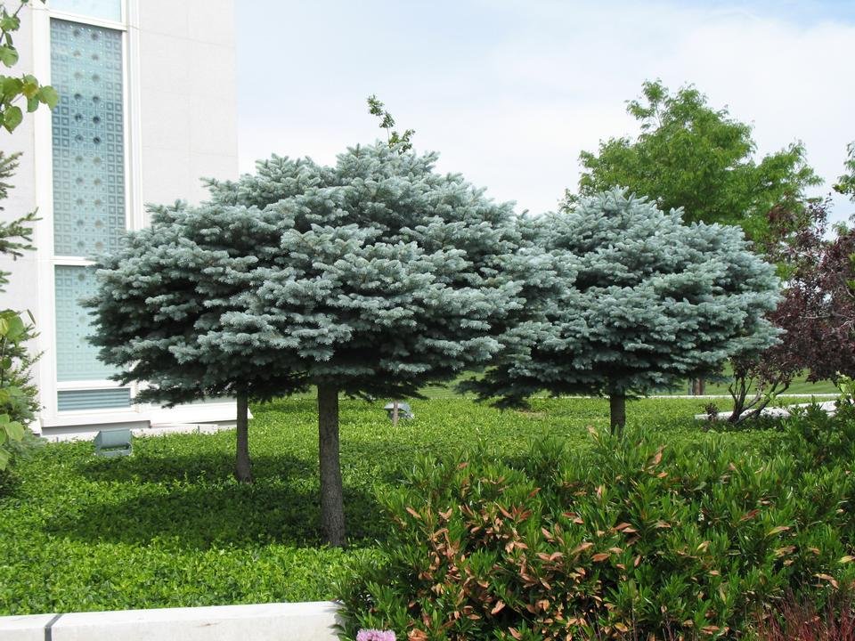 Blue Spruce