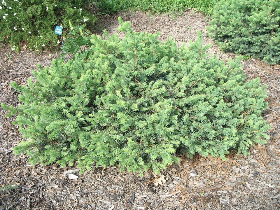 service single images