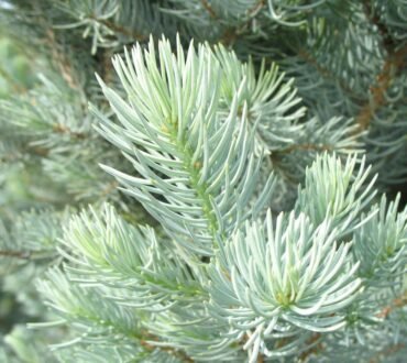 trees - Blue Spruce
