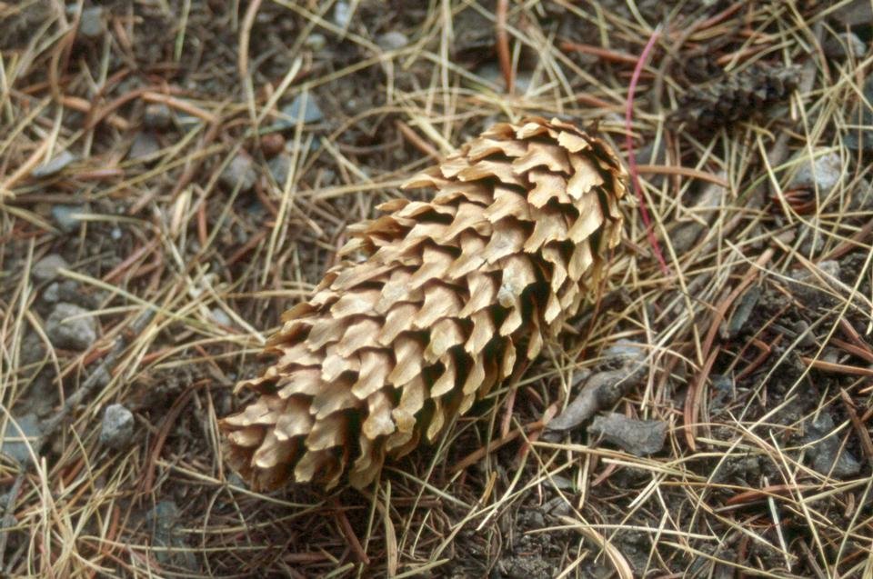 service single images