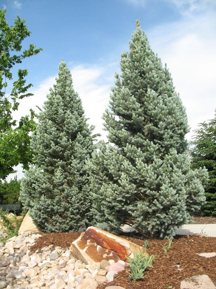 service single images