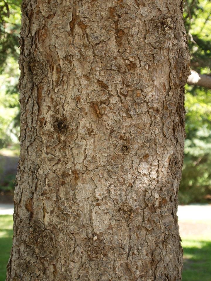 service single images