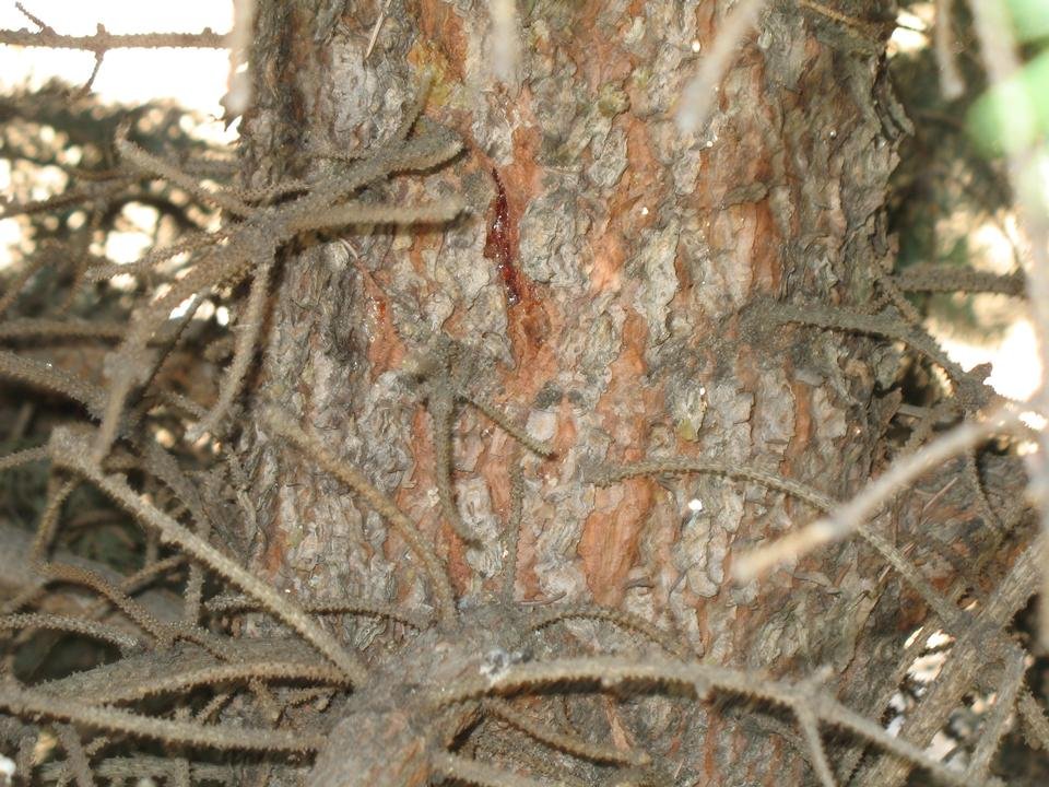 service single images