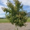 Boxelder