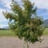Boxelder