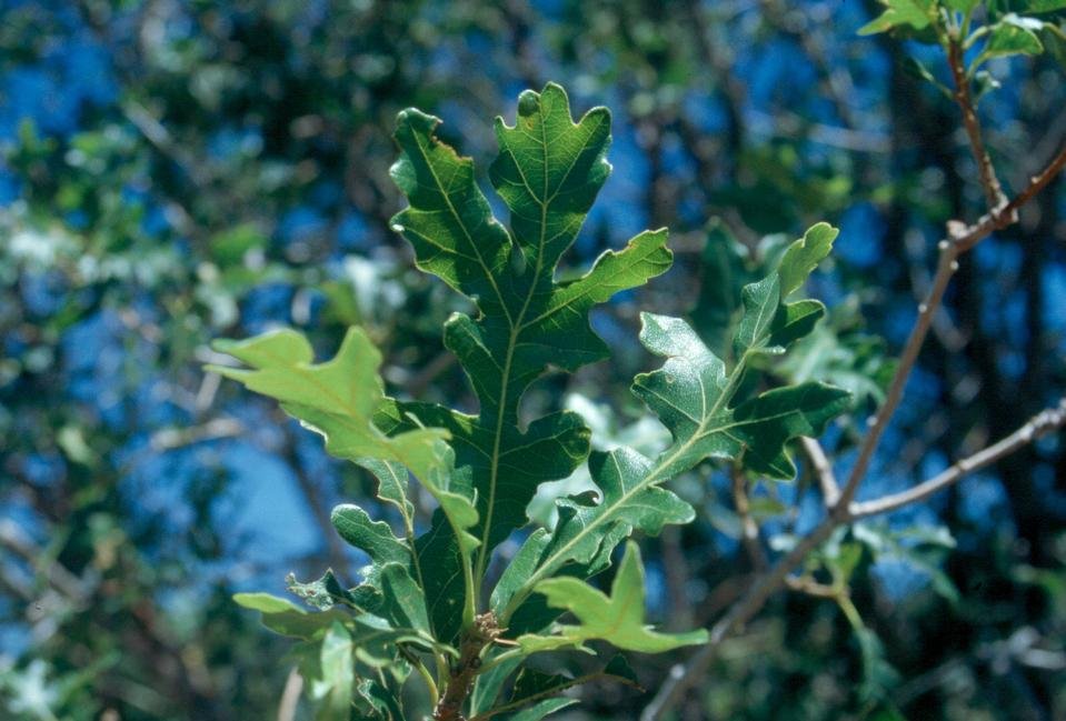 service single images