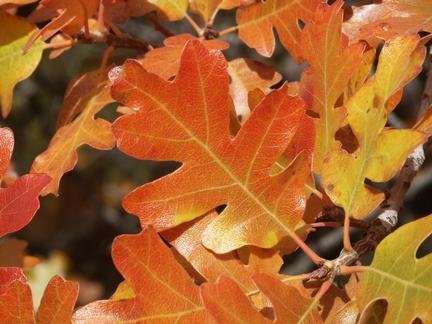 service single images