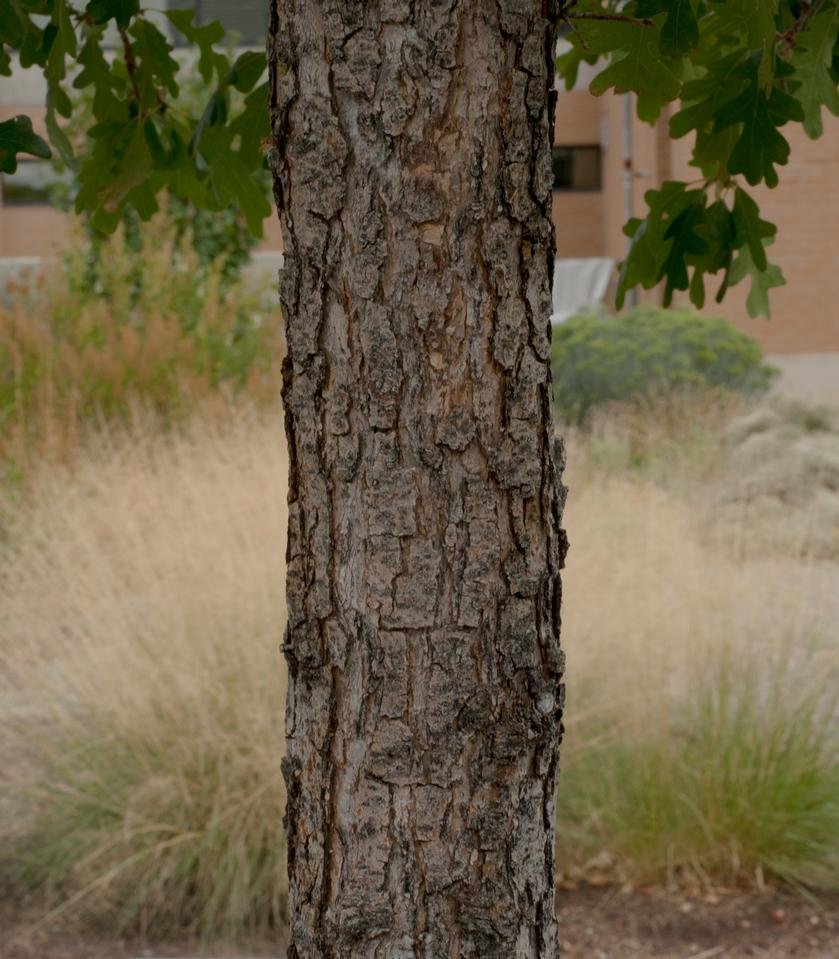 service single images