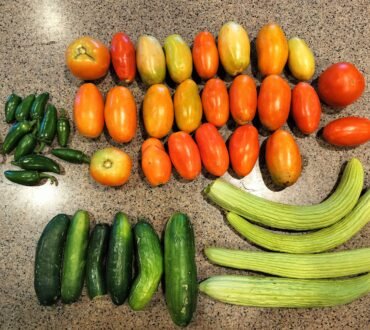 Vegetable Harvest