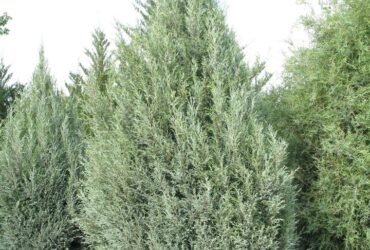 Juniper, Rocky Mountain