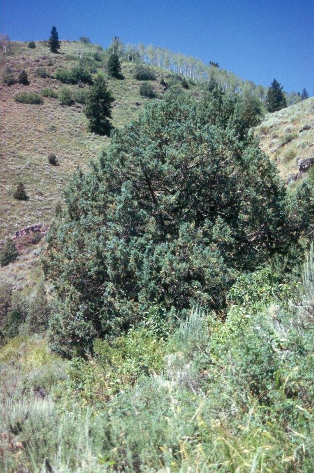 service single images