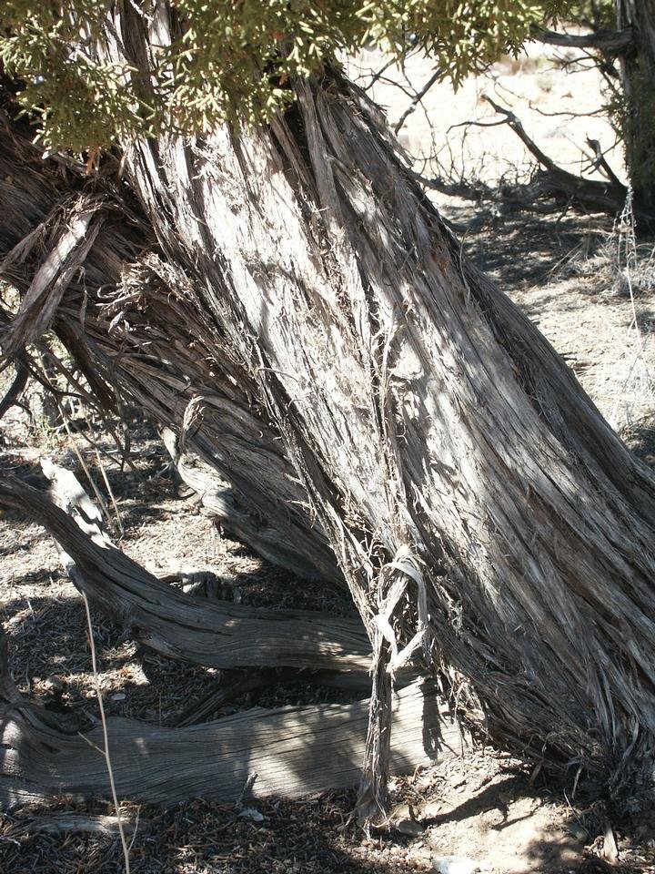 service single images