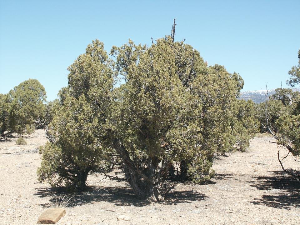 service single images