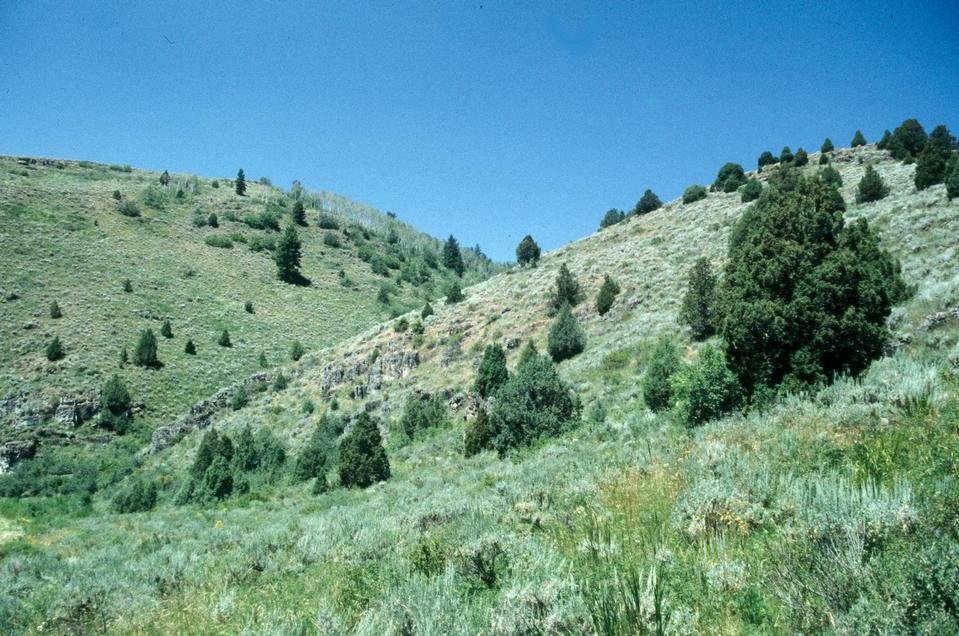 service single images