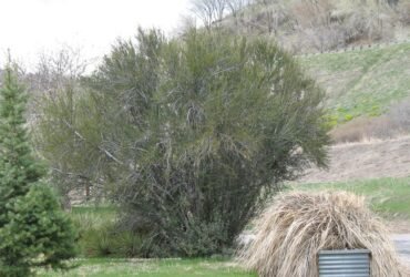 Mountain Mahogany