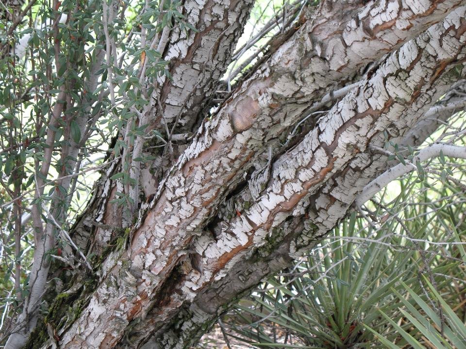 service single images