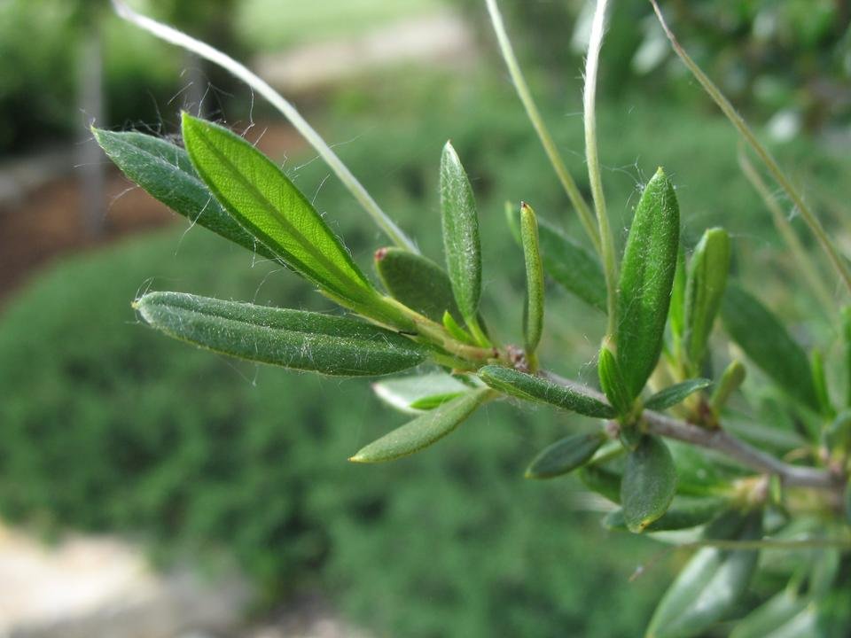 service single images