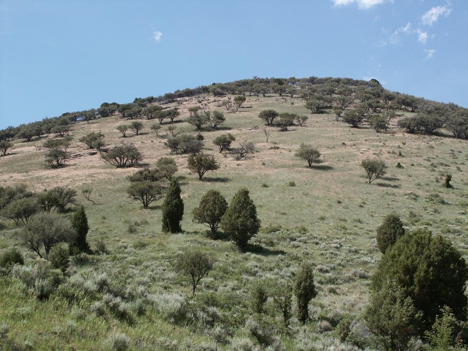 service single images