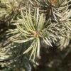 Pinyon Pine
