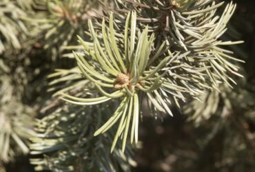 Pinyon Pine