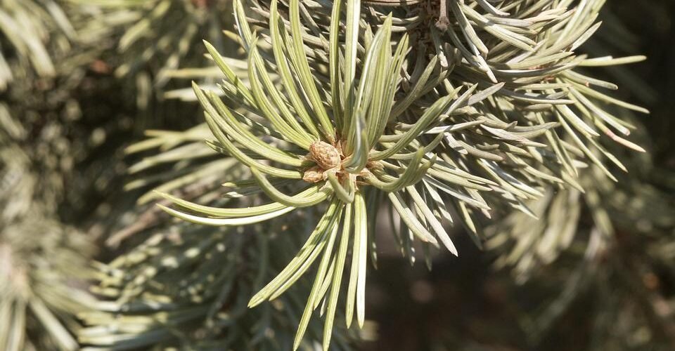 Pinyon Pine