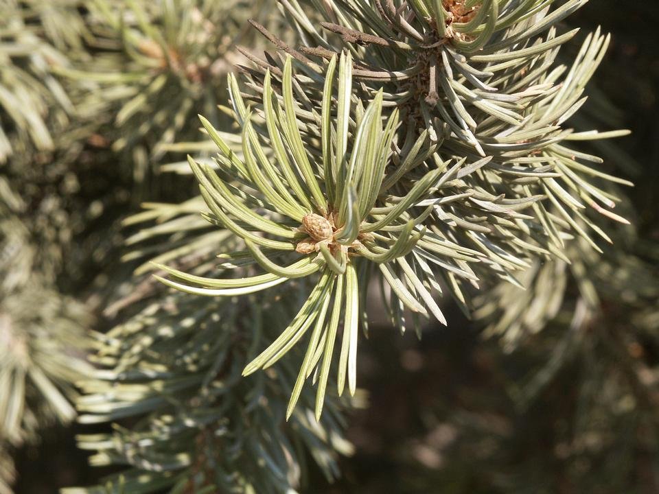 Pinyon Pine