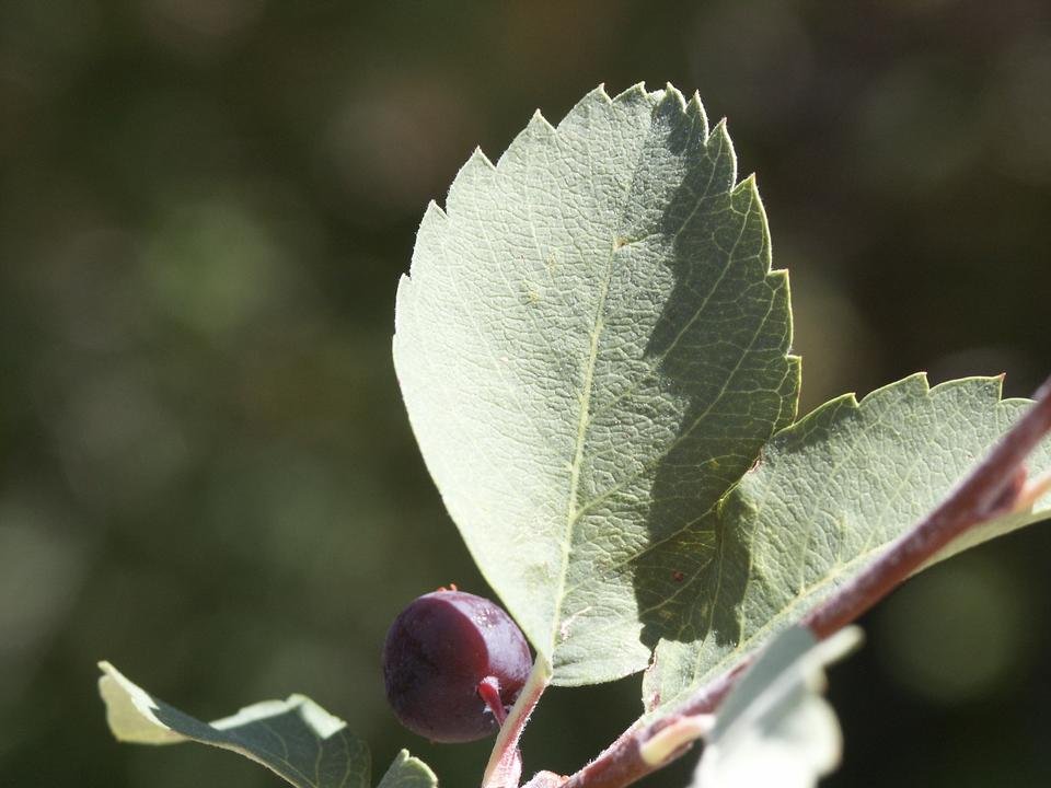 service single images