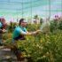 Watering Gardens