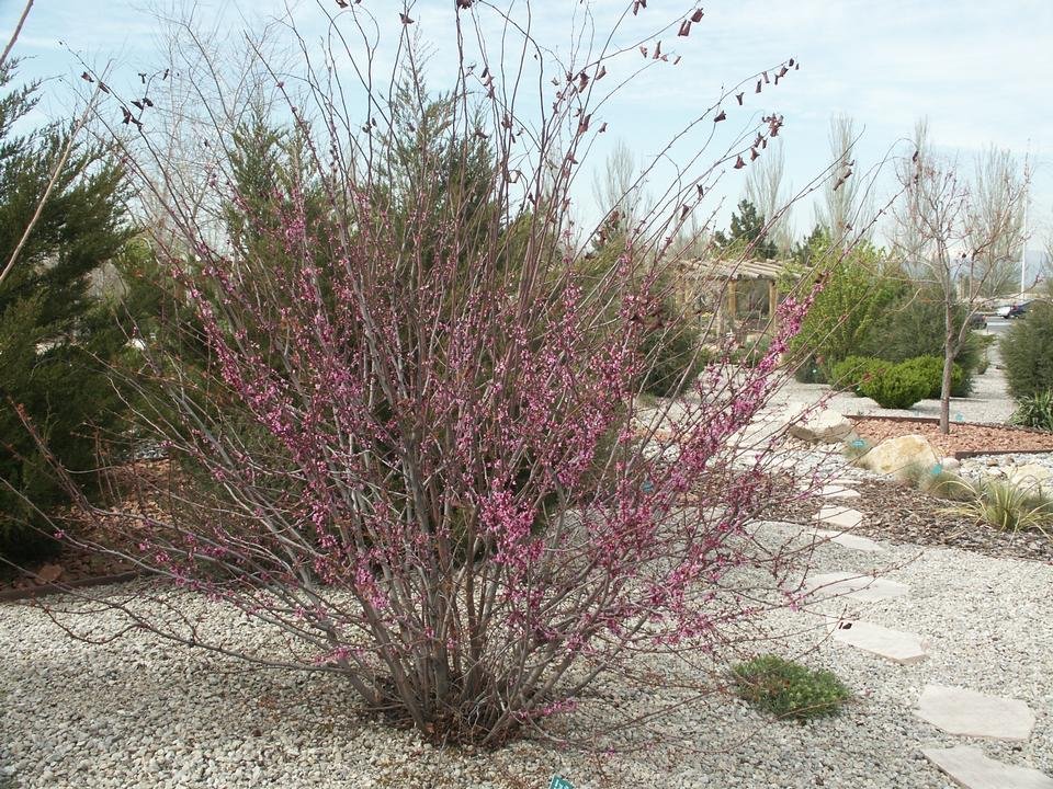 service single images