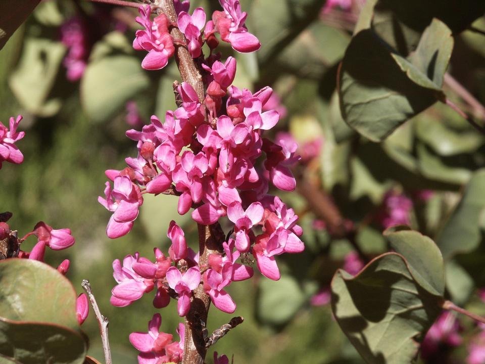 service single images