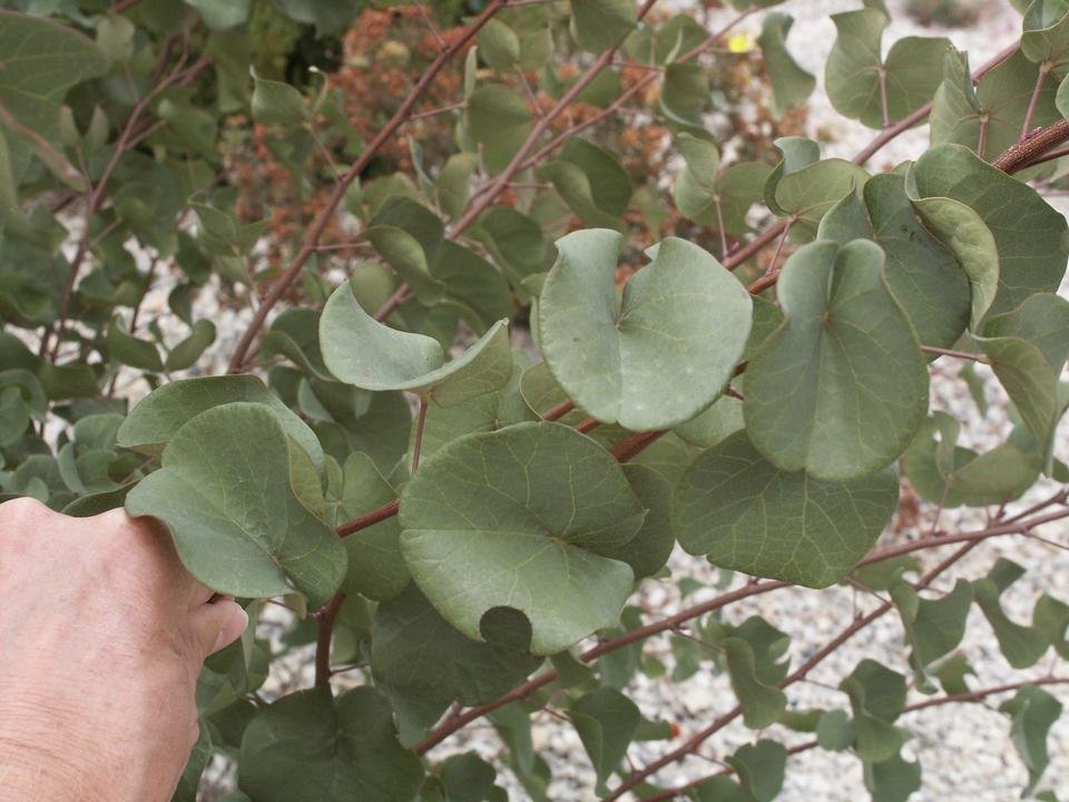 service single images